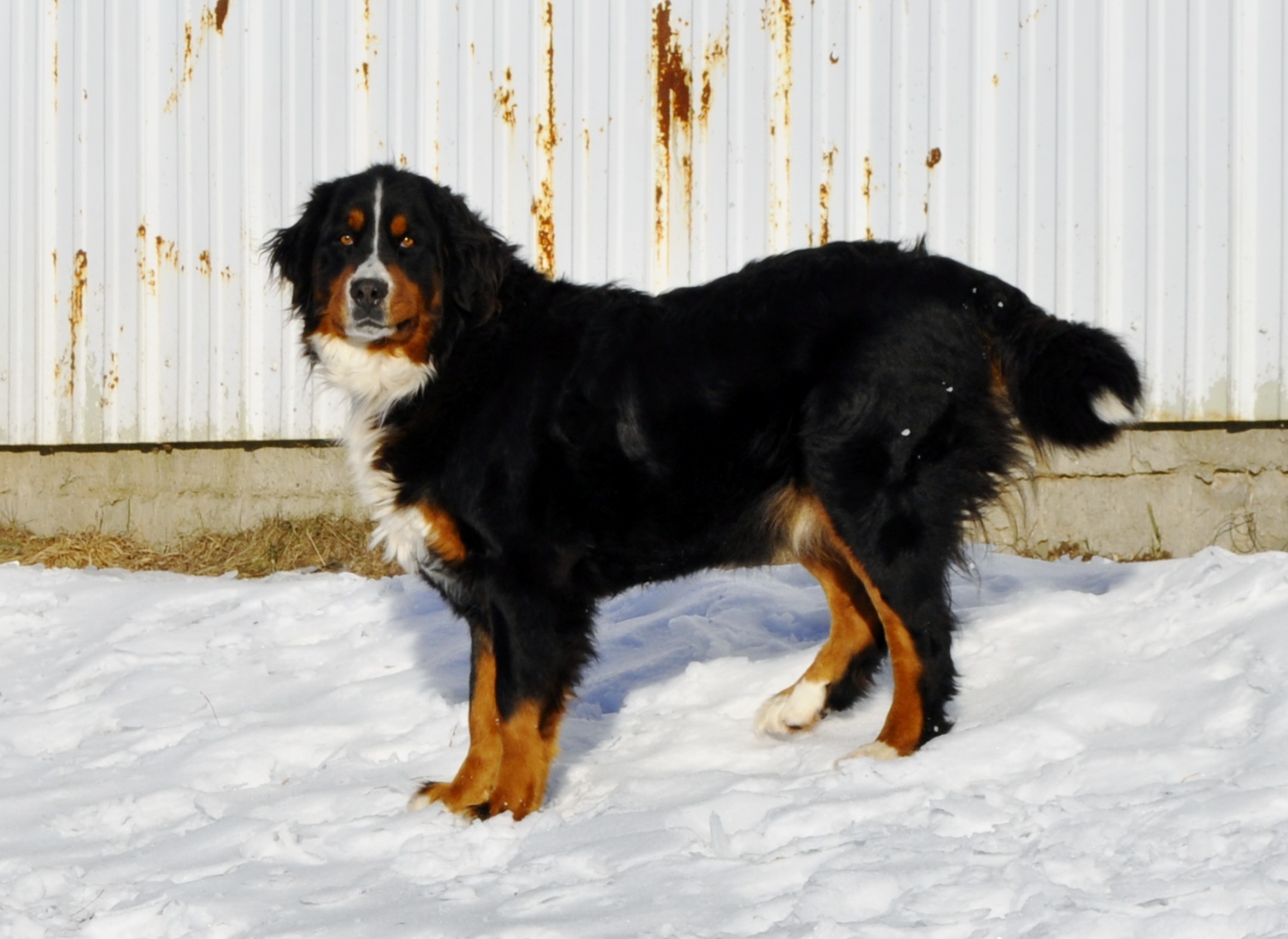 Our Bernese Mountain Dogs