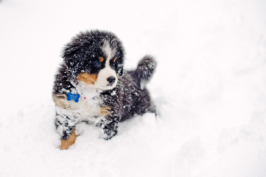 bernese mountain dog puppies ma