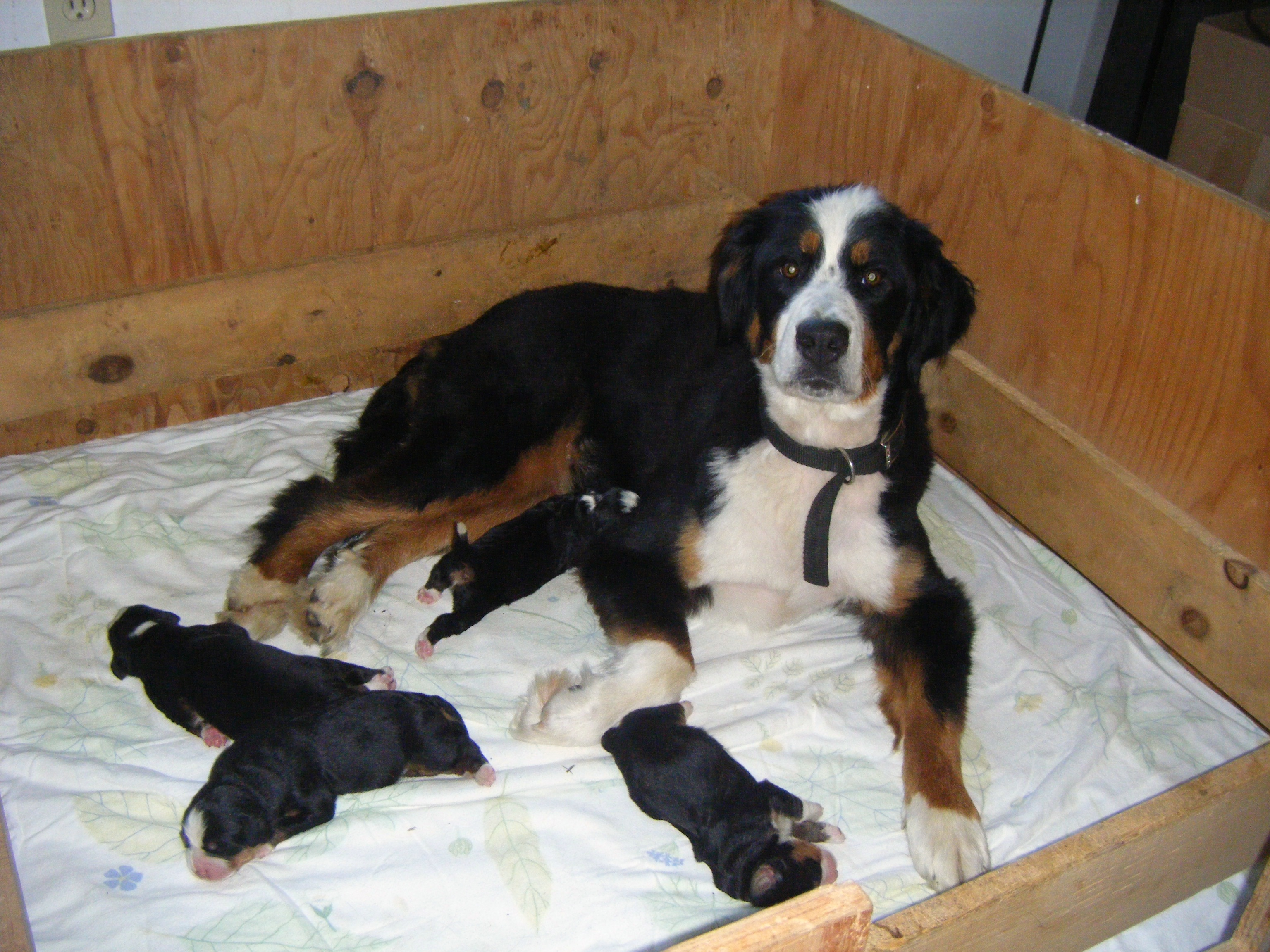 bernese mountain maine our bernese mountain dogs bernese mountain maine our bernese mountain dogs