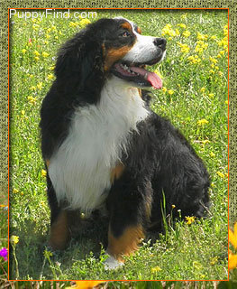 bernese mountain maine our bernese mountain dogs bernese mountain maine our bernese mountain dogs
